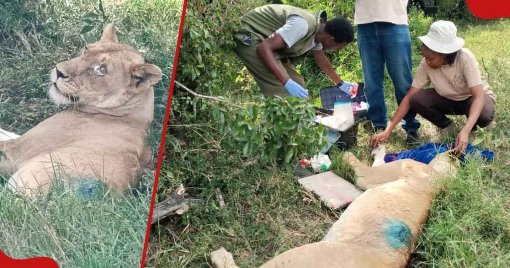 KWS rangers save a nursing Lioness - Image @ KWS