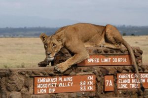 Lioness in Nairobi National Park sitting on a traffic sign