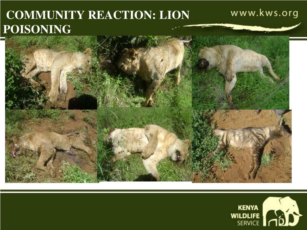 Communities react to lions killing livestock with poisoning the lions Image @ KWS