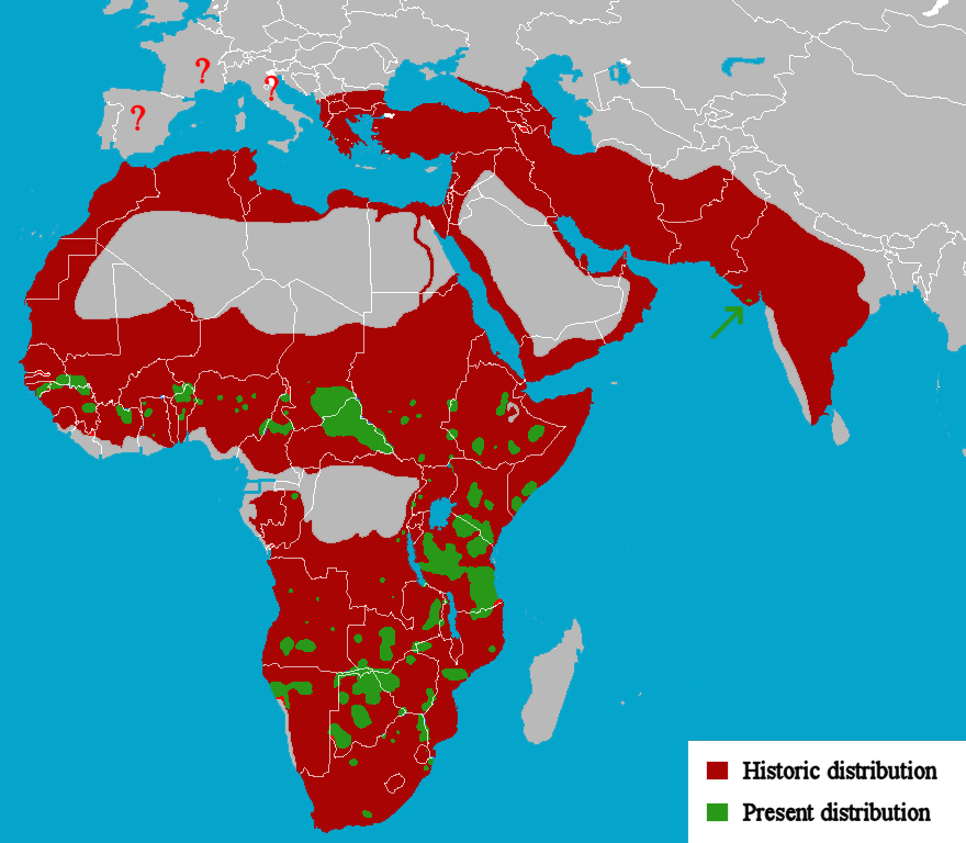 Historic and present distribution of Lions Image @ Tommyknocker